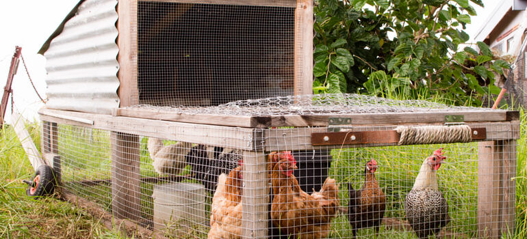Permaculture Chicken Tractor Design